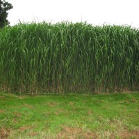 Elephant Grass